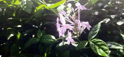 Pseuderanthemum graciliflorum, photographed by Ong Jyh Seng