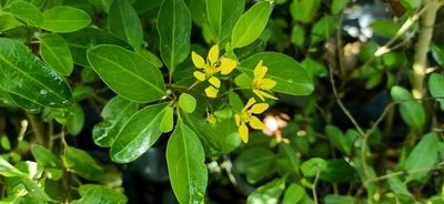Galphimia glauca, photographed by Ong Jyh Seng