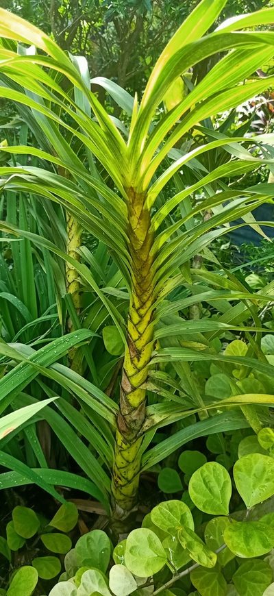 Grammatophyllum speciosum, photographed by Ong Jyh Seng