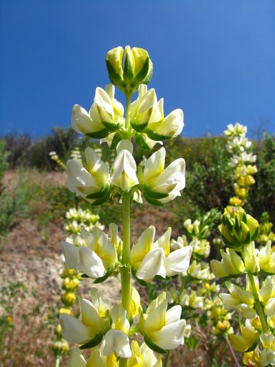 Lupinus luteolus, photographed by Zack Abbey