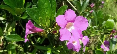 Bignonia magnifica, photographed by Ong Jyh Seng
