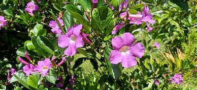 Bignonia magnifica, photographed by Ong Jyh Seng