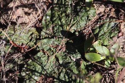 Lichtensteinia latifolia, photographed by Tony Rebelo