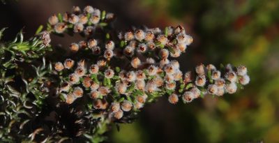 Erica puberuliflora, photographed by Tony Rebelo
