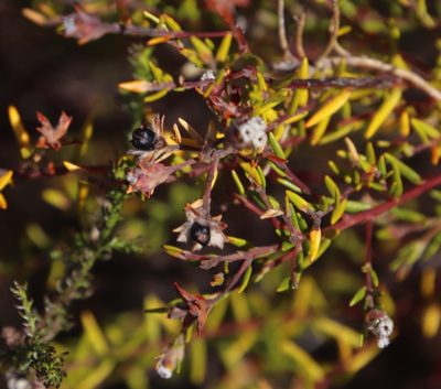 Phylica virgata, photographed by Tony Rebelo