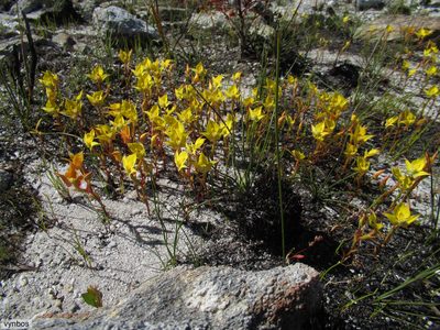 Disa tenuifolia, photographed by Chris Vynbos