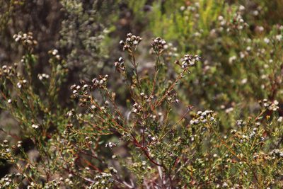 Phylica virgata, photographed by Tony Rebelo