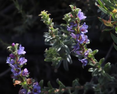 Lobostemon argenteus, photographed by Tony Rebelo