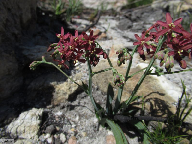 Codonorhiza micrantha, photographed by Chris Vynbos