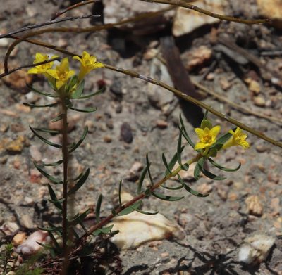 Gnidia simplex, photographed by Tony Rebelo