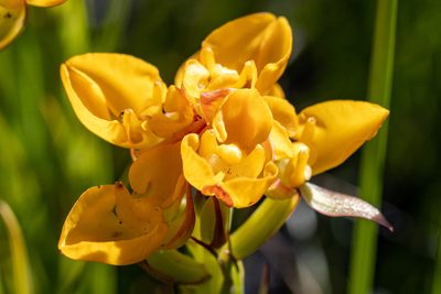 Ceratandra grandiflora, photographed by magriet b
