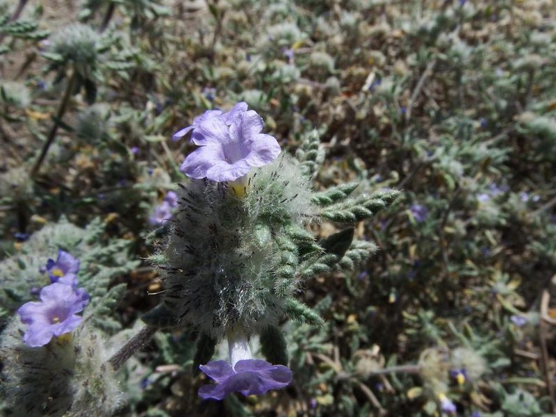 Tiquilia elongata, photographed by cstobie