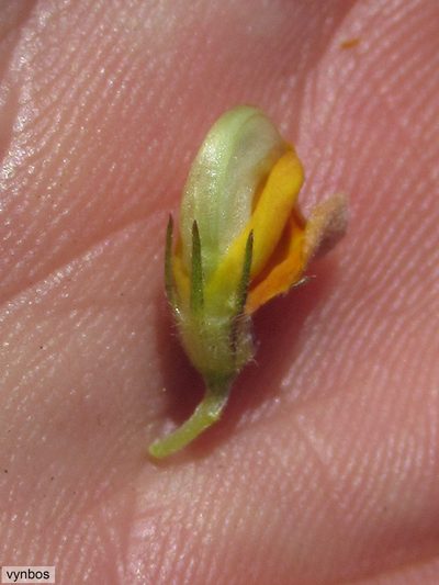 Aspalathus filicaulis, photographed by Chris Vynbos