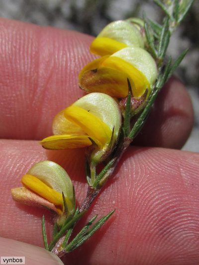 Aspalathus filicaulis, photographed by Chris Vynbos