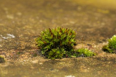 Orthotrichum cupulatum, photographed by Stephen James McWilliam
