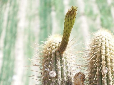 Weberbauerocereus weberbaueri, photographed by cstobie