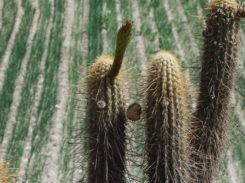 Weberbauerocereus weberbaueri, photographed by cstobie