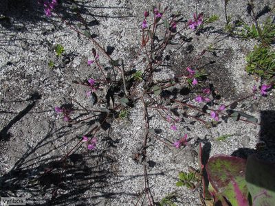 Indigofera ovata, photographed by Chris Vynbos