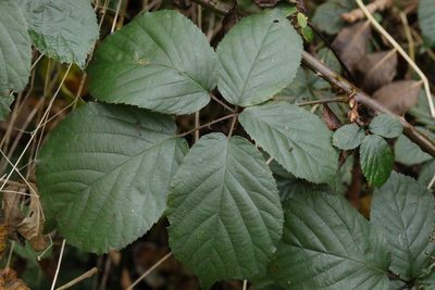 Rubus wirralensis, photographed by Stephen James McWilliam