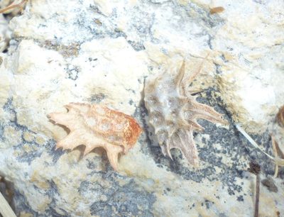 Onobrychis squarrosa, photographed by Even Dankowicz