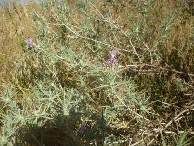 Carthamus tenuis, photographed by Even Dankowicz