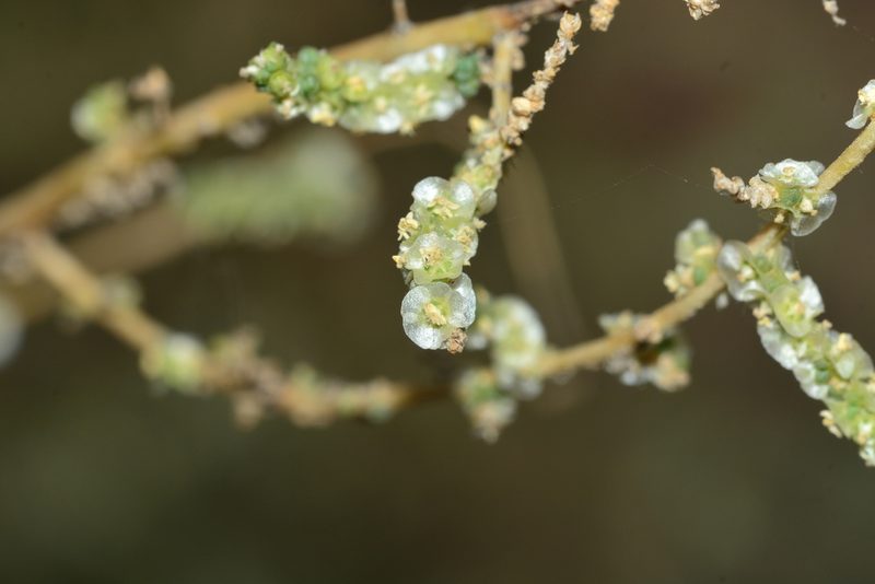 Caroxylon imbricatum, photographed by S.MORE