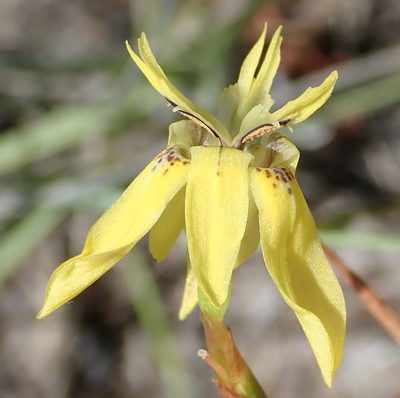 Moraea inconspicua, photographed by Nicola van Berkel