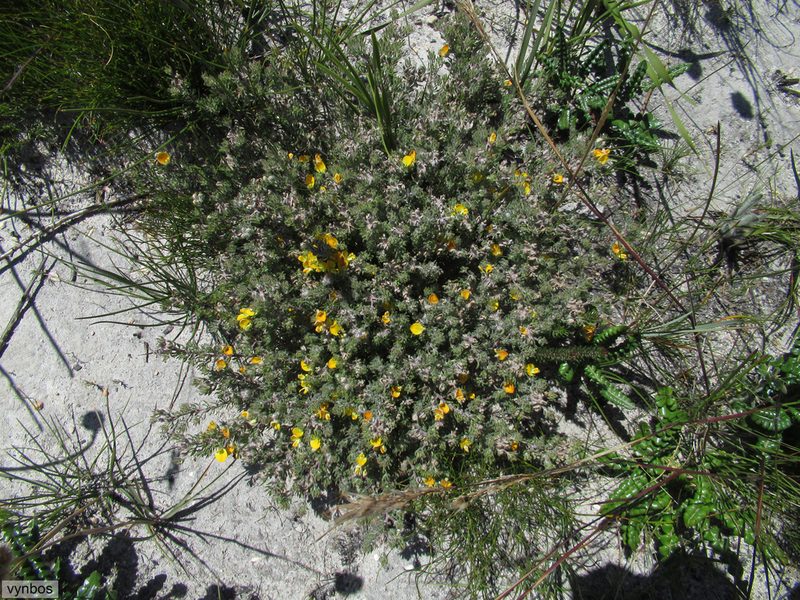 Aspalathus stenophylla, photographed by Chris Vynbos