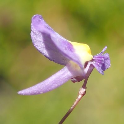 Utricularia welwitschii, photographed by Nicola van Berkel