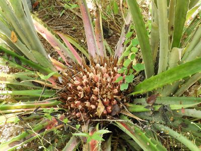 Bromelia karatas, photographed by Francisco Farriols Sarabia