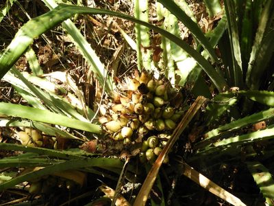 Bromelia hemispherica, photographed by Francisco Farriols Sarabia