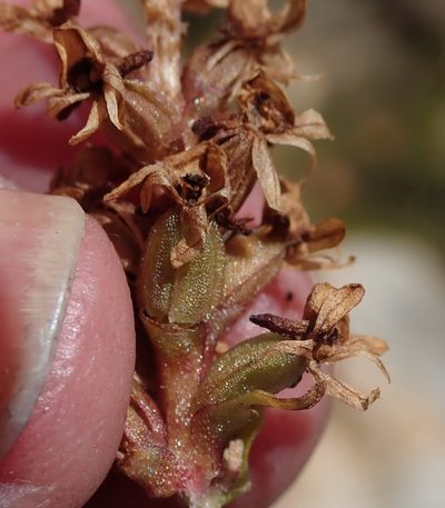 Satyrium retusum, photographed by Nicola van Berkel