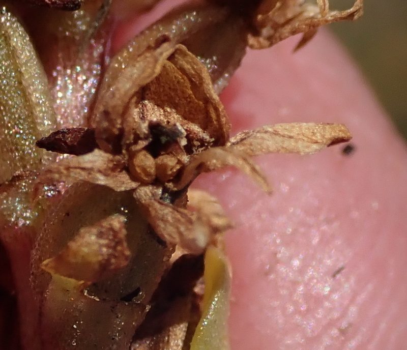 Satyrium retusum, photographed by Nicola van Berkel