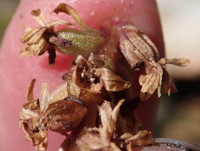 Satyrium retusum, photographed by Nicola van Berkel