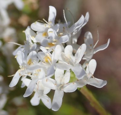 Pseudoselago outeniquensis, photographed by Nicola van Berkel
