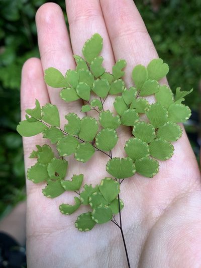 Adiantum fragile, photographed by Brett/Tele