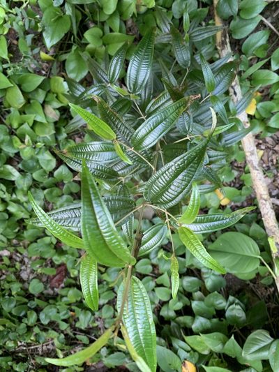 Miconia dichrophylla, photographed by Brett/Tele
