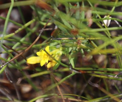 Gnidia simplex, photographed by Tony Rebelo