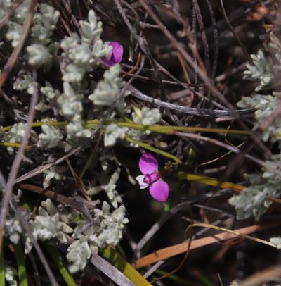 Polygala lehmanniana, photographed by Tony Rebelo