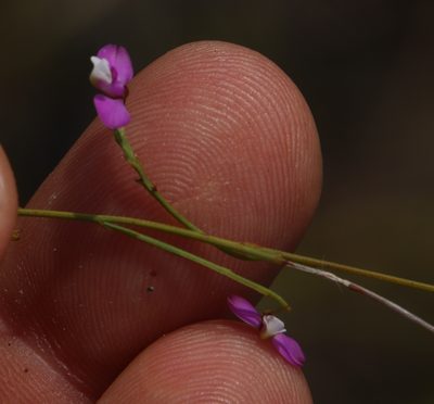Polygala lehmanniana, photographed by Tony Rebelo