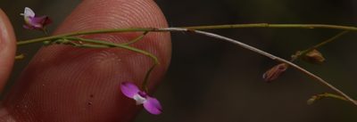 Polygala lehmanniana, photographed by Tony Rebelo