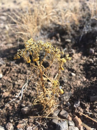 Sartwellia flaveriae, photographed by Cecelia Alexander