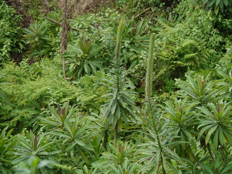 Lobelia giberroa, photographed by Matt Muir