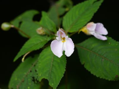 Impatiens burtonii, photographed by Matt Muir