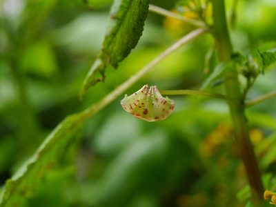 Impatiens burtonii, photographed by Matt Muir