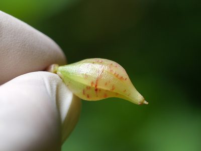 Impatiens burtonii, photographed by Matt Muir