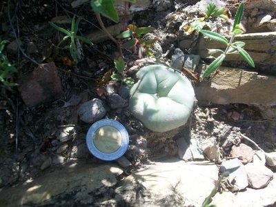 Lophophora diffusa, photographed by Martín Sánchez Vilchis