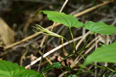 Stemona tuberosa, photographed by 國立臺灣博物館