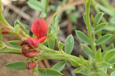 Indigofera hilaris, photographed by Peter Warren