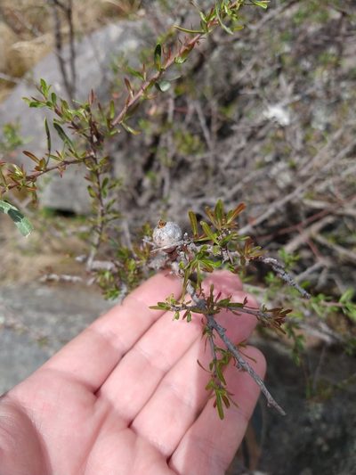 Schinus talampaya, photographed by Leonel Roget